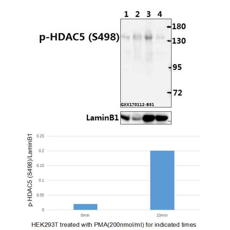 Anti-HDAC5 (phospho-S498) Antibody from Bioworld Technology (BS4086) - Antibodies.com