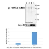 Anti-HDAC5 (phospho-S498) Antibody from Bioworld Technology (BS4086) - Antibodies.com