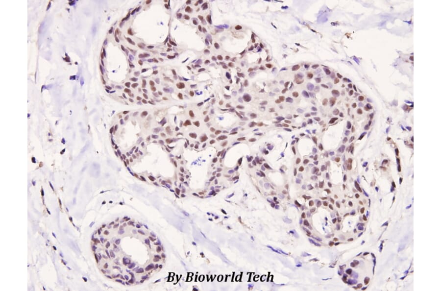 Anti-HDAC5 (phospho-S498) Antibody from Bioworld Technology (BS4086) - Antibodies.com