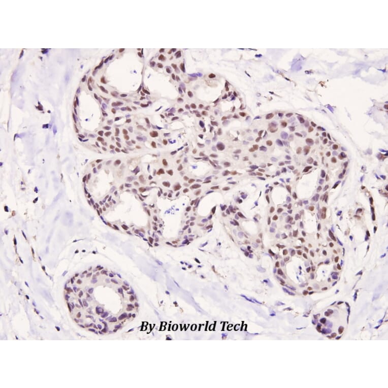 Anti-HDAC5 (phospho-S498) Antibody from Bioworld Technology (BS4086) - Antibodies.com