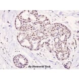 Anti-HDAC5 (phospho-S498) Antibody from Bioworld Technology (BS4086) - Antibodies.com