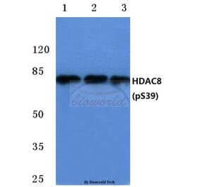 Anti-HDAC8 (phospho-S39) Antibody from Bioworld Technology (BS4087) - Antibodies.com