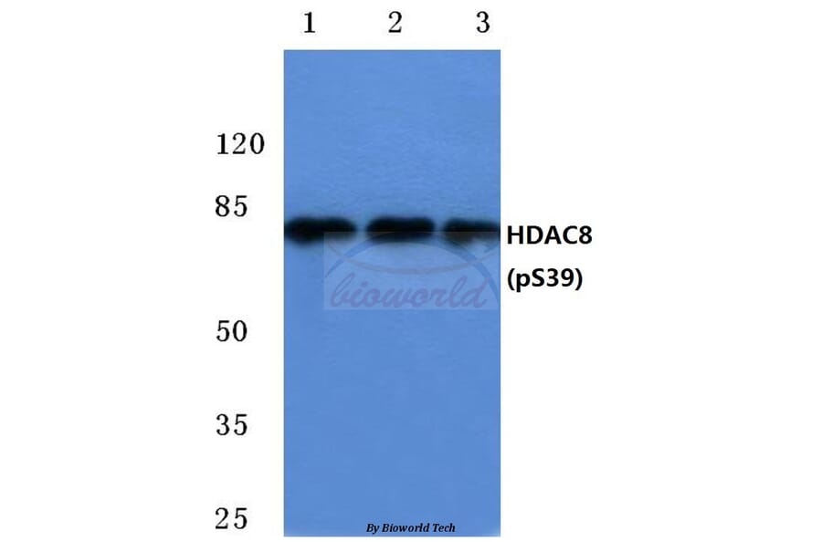 Anti-HDAC8 (phospho-S39) Antibody from Bioworld Technology (BS4087) - Antibodies.com