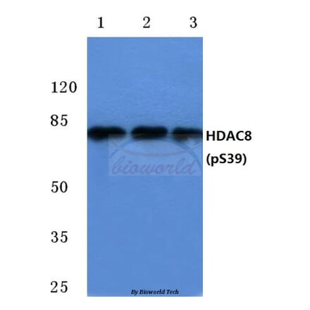 Anti-HDAC8 (phospho-S39) Antibody from Bioworld Technology (BS4087) - Antibodies.com
