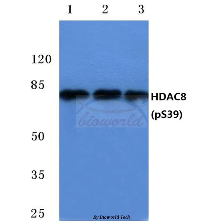 Anti-HDAC8 (phospho-S39) Antibody from Bioworld Technology (BS4087) - Antibodies.com