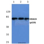 Anti-HDAC8 (phospho-S39) Antibody from Bioworld Technology (BS4087) - Antibodies.com