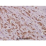 Anti-HDAC8 (phospho-S39) Antibody from Bioworld Technology (BS4087) - Antibodies.com