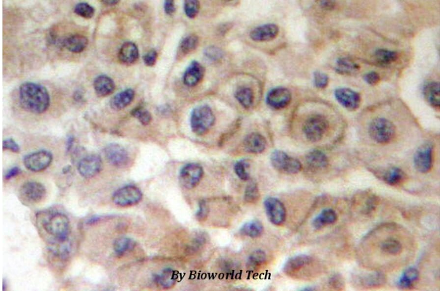 Anti-ErbB2/HER2 Antibody from Bioworld Technology (BS4089) - Antibodies.com