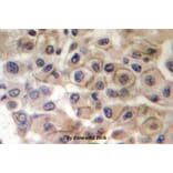 Anti-ErbB2/HER2 Antibody from Bioworld Technology (BS4089) - Antibodies.com