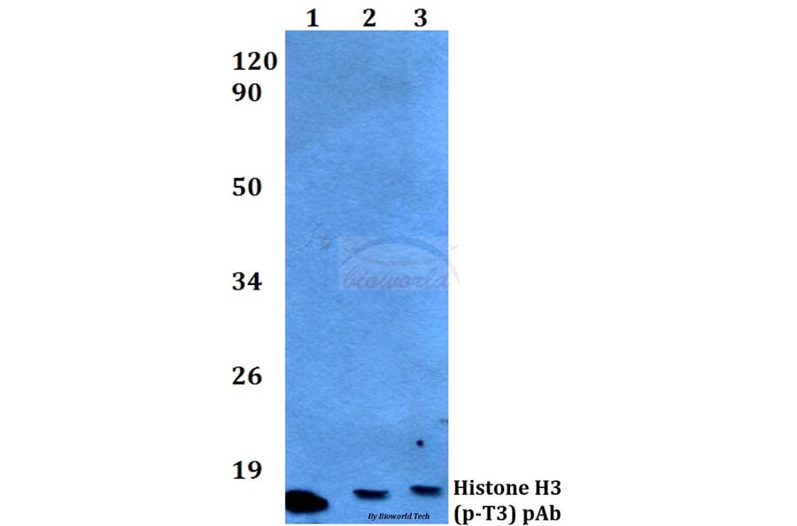 Anti-Histone H3 (phospho-T3) Antibody from Bioworld Technology (BS4093) - Antibodies.com