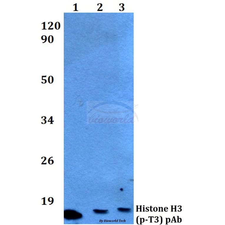 Anti-Histone H3 (phospho-T3) Antibody from Bioworld Technology (BS4093) - Antibodies.com
