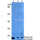 Anti-Histone H3 (phospho-T3) Antibody from Bioworld Technology (BS4093) - Antibodies.com