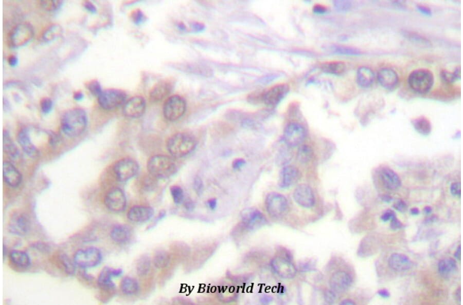 Anti-Histone H3 (phospho-T3) Antibody from Bioworld Technology (BS4093) - Antibodies.com