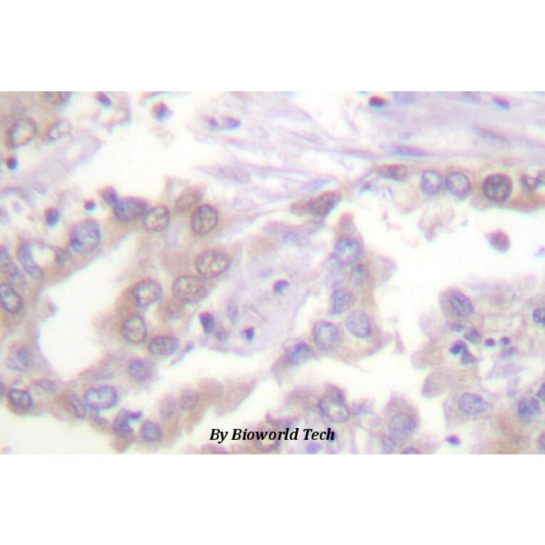 Anti-Histone H3 (phospho-T3) Antibody from Bioworld Technology (BS4093) - Antibodies.com