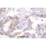 Anti-Histone H3 (phospho-T3) Antibody from Bioworld Technology (BS4093) - Antibodies.com