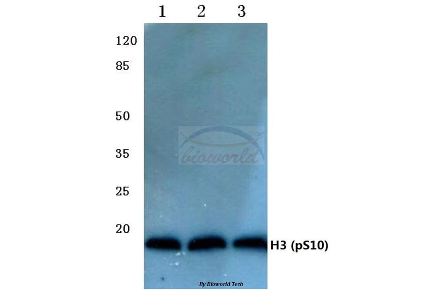 Anti-Histone H3 (phospho-S10) Antibody from Bioworld Technology (BS4094) - Antibodies.com