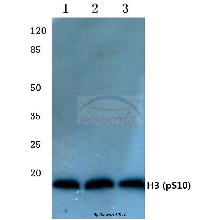 Anti-Histone H3 (phospho-S10) Antibody from Bioworld Technology (BS4094) - Antibodies.com