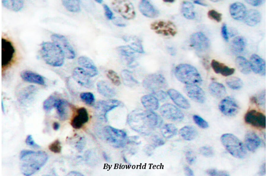 Anti-Histone H3 (phospho-S10) Antibody from Bioworld Technology (BS4094) - Antibodies.com