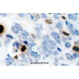 Anti-Histone H3 (phospho-S10) Antibody from Bioworld Technology (BS4094) - Antibodies.com