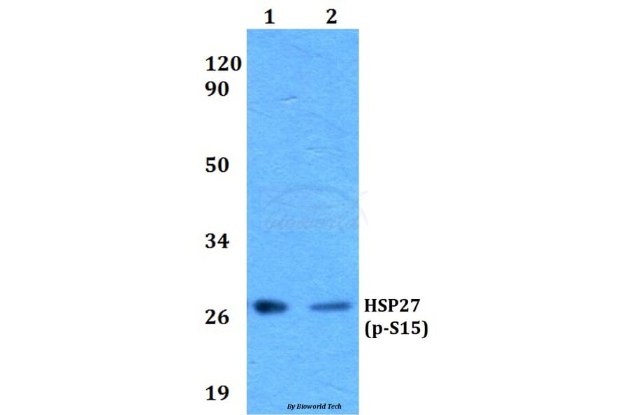 Anti-HSP27 (phospho-S15) Antibody from Bioworld Technology (BS4095) - Antibodies.com
