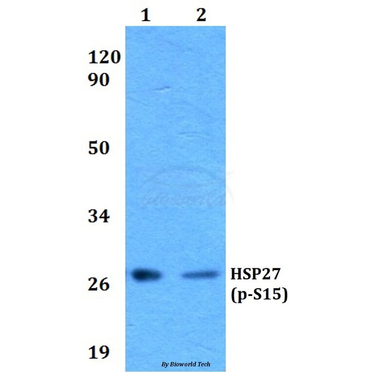 Anti-HSP27 (phospho-S15) Antibody from Bioworld Technology (BS4095) - Antibodies.com