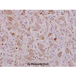 Anti-HSP27 (phospho-S15) Antibody from Bioworld Technology (BS4095) - Antibodies.com