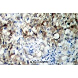 Anti-IGF-1R (phospho-Y1161) Antibody from Bioworld Technology (BS4098) - Antibodies.com