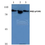 Anti-IKKβ (phospho-Y188) Antibody from Bioworld Technology (BS4101) - Antibodies.com