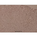 Anti-IKKβ (phospho-Y188) Antibody from Bioworld Technology (BS4101) - Antibodies.com