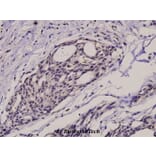 Anti-IkB-α (phospho-S32/S36) Antibody from Bioworld Technology (BS4105) - Antibodies.com