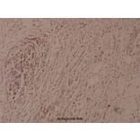 Anti-IkB-ε (phospho-S22) Antibody from Bioworld Technology (BS4107) - Antibodies.com
