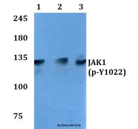 Anti-JAK1 (phospho-Y1022) Antibody from Bioworld Technology (BS4108) - Antibodies.com