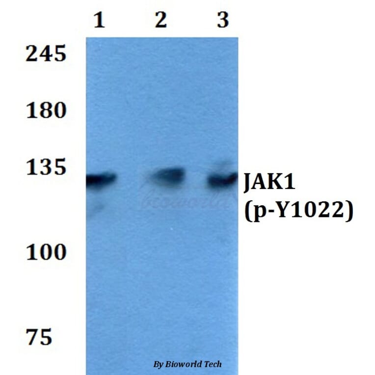 Anti-JAK1 (phospho-Y1022) Antibody from Bioworld Technology (BS4108) - Antibodies.com