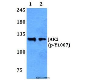 Anti-JAK2 (phospho-Y1007) Antibody from Bioworld Technology (BS4109) - Antibodies.com