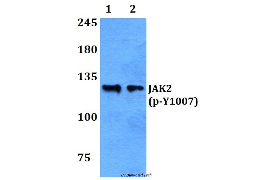 Anti-JAK2 (phospho-Y1007) Antibody from Bioworld Technology (BS4109) - Antibodies.com