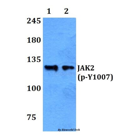 Anti-JAK2 (phospho-Y1007) Antibody from Bioworld Technology (BS4109) - Antibodies.com