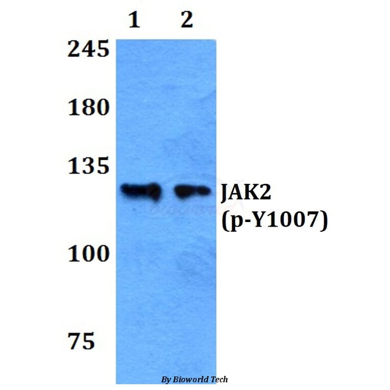 Anti-JAK2 (phospho-Y1007) Antibody from Bioworld Technology (BS4109) - Antibodies.com