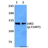 Anti-JAK2 (phospho-Y1007) Antibody from Bioworld Technology (BS4109) - Antibodies.com