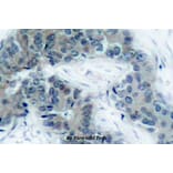 Anti-JAK2 (phospho-Y1007) Antibody from Bioworld Technology (BS4109) - Antibodies.com