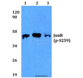 Anti-JunB (phospho-S259) Antibody from Bioworld Technology (BS4110) - Antibodies.com