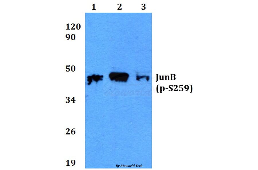 Anti-JunB (phospho-S259) Antibody from Bioworld Technology (BS4110) - Antibodies.com