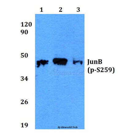 Anti-JunB (phospho-S259) Antibody from Bioworld Technology (BS4110) - Antibodies.com
