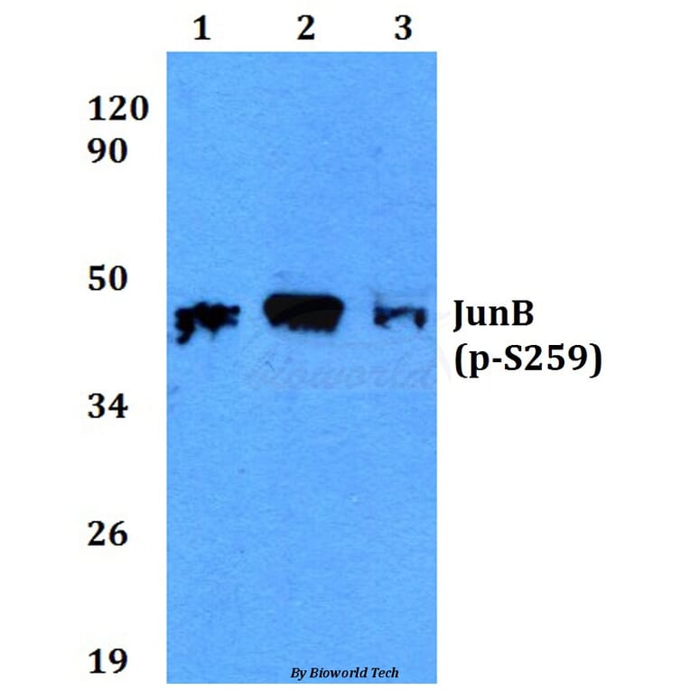 Anti-JunB (phospho-S259) Antibody from Bioworld Technology (BS4110) - Antibodies.com