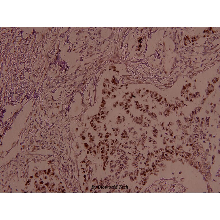 Anti-JunB (phospho-S259) Antibody from Bioworld Technology (BS4110) - Antibodies.com