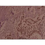 Anti-JunB (phospho-S259) Antibody from Bioworld Technology (BS4110) - Antibodies.com