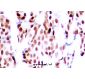 Anti-JunB (phospho-S79) Antibody from Bioworld Technology (BS4111) - Antibodies.com