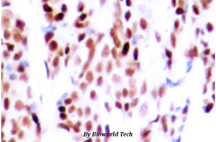 Anti-JunB (phospho-S79) Antibody from Bioworld Technology (BS4111) - Antibodies.com