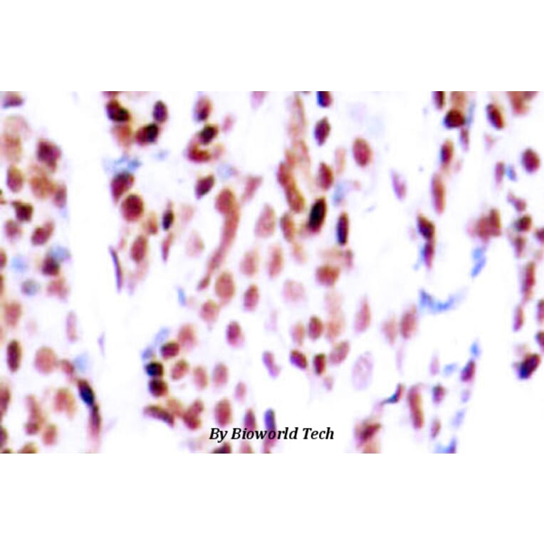 Anti-JunB (phospho-S79) Antibody from Bioworld Technology (BS4111) - Antibodies.com