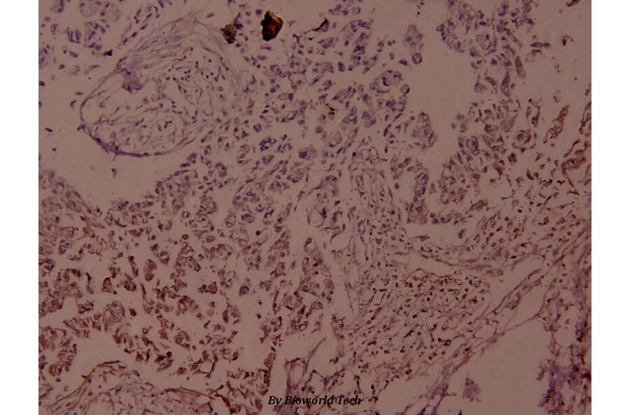 Anti-JunD (phospho-S255) Antibody from Bioworld Technology (BS4112) - Antibodies.com