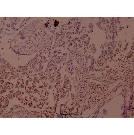 Anti-JunD (phospho-S255) Antibody from Bioworld Technology (BS4112) - Antibodies.com